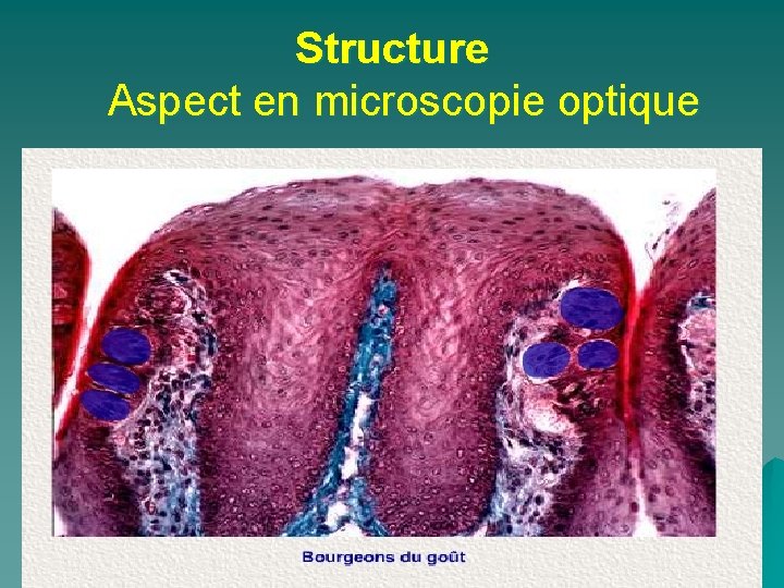 Structure Aspect en microscopie optique 