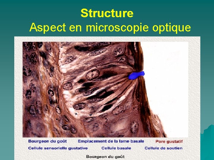 Structure Aspect en microscopie optique 