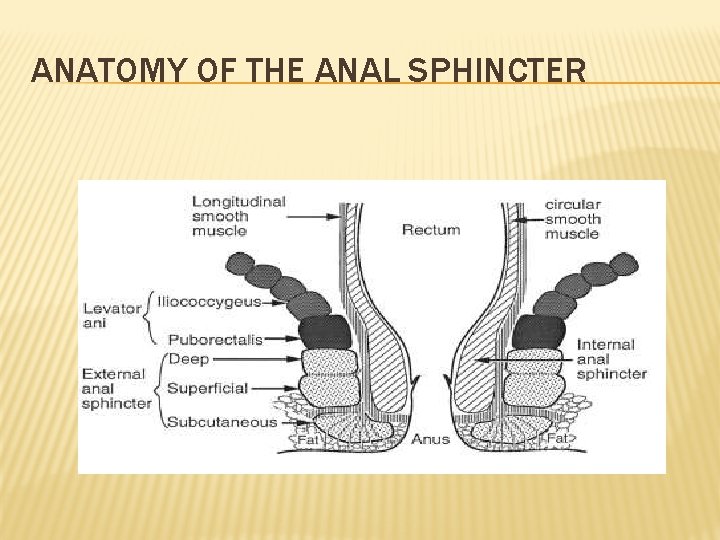 ANATOMY OF THE ANAL SPHINCTER ANATOMY OF THE ANAL SPHINCTER