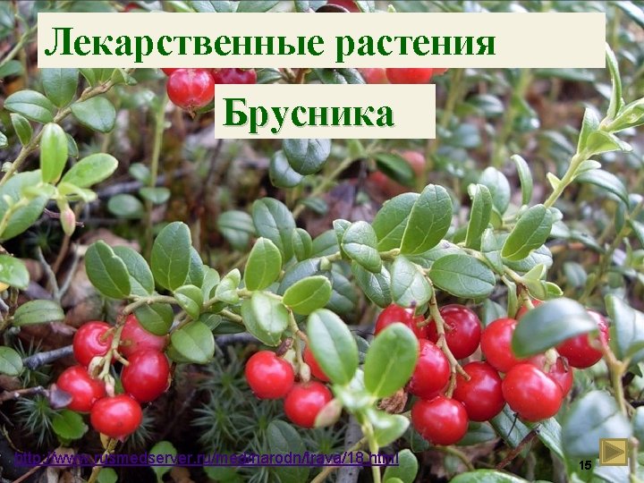 Лекарственные растения Брусника http: //www. rusmedserver. ru/med/narodn/trava/18. html 15 