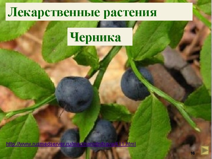Лекарственные растения Черника http: //www. rusmedserver. ru/med/narodn/trava/411. html 16 