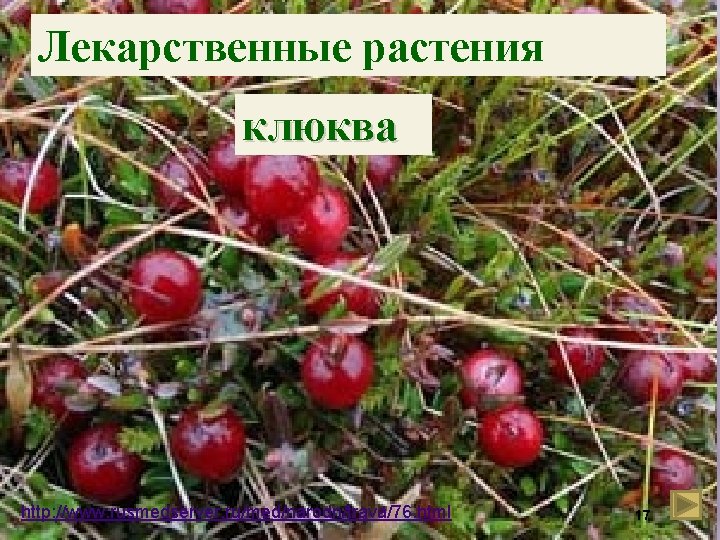 Лекарственные растения клюква http: //www. rusmedserver. ru/med/narodn/trava/76. html 17 