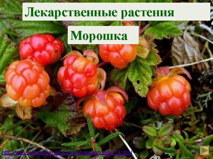 Лекарственные растения Морошка http: //www. rusmedserver. ru/med/narodn/trava/116. html 18 