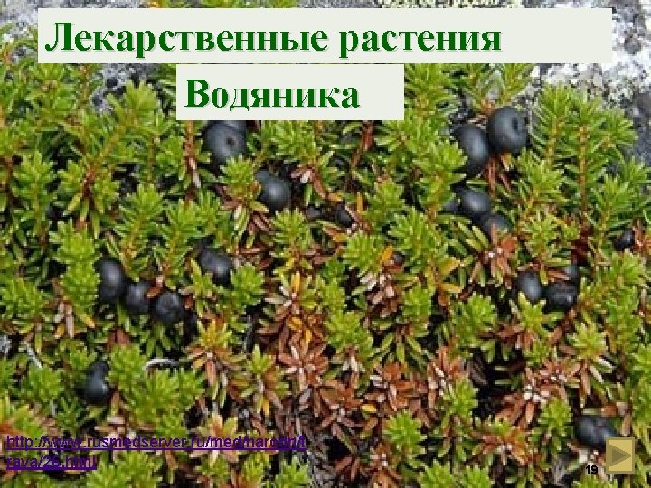 Лекарственные растения Водяника http: //www. rusmedserver. ru/med/narodn/t rava/26. html 19 