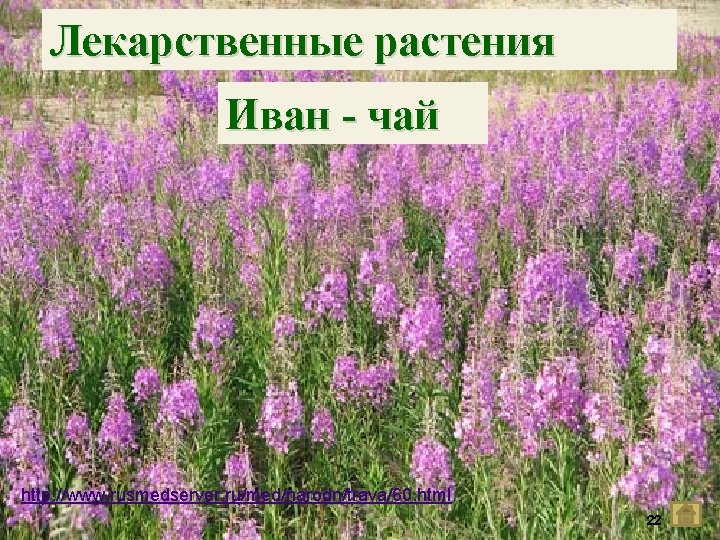 Лекарственные растения Иван - чай http: //www. rusmedserver. ru/med/narodn/trava/60. html 22 