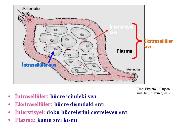 İnterstisyel sıvı Plazma Ekstrasellüler sıvı İntrasellüler sıvı • • İntrasellüler: hücre içindeki sıvı Ekstrasellüler: