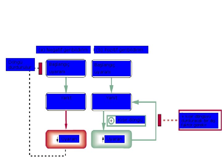 Geribildirim (feedback) prensipleri (a) Negatif geribildirim Döngü durdurulur (b) Pozitif geribildirim Başlangıç uyaranı Yanıt
