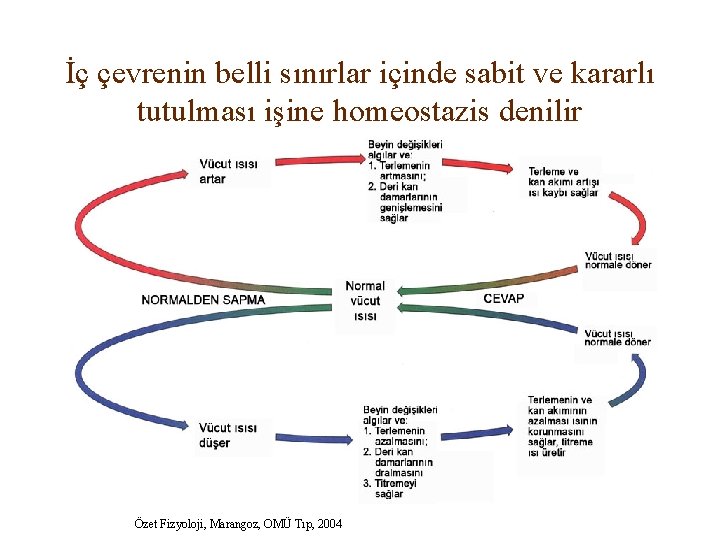 İç çevrenin belli sınırlar içinde sabit ve kararlı tutulması işine homeostazis denilir Özet Fizyoloji,