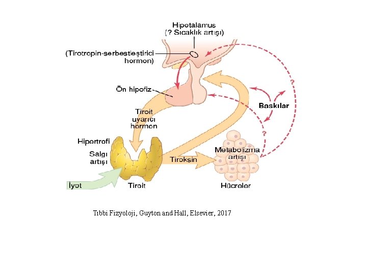 Tıbbi Fizyoloji, Guyton and Hall, Elsevier, 2017 