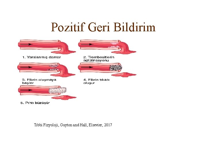 Pozitif Geri Bildirim Tıbbi Fizyoloji, Guyton and Hall, Elsevier, 2017 