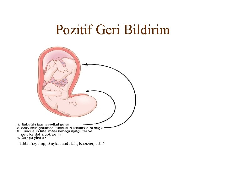 Pozitif Geri Bildirim Tıbbi Fizyoloji, Guyton and Hall, Elsevier, 2017 