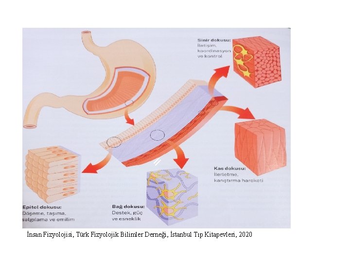 İİ İnsan Fizyolojisi, Türk Fizyolojik Bilimler Derneği, İstanbul Tıp Kitapevleri, 2020 