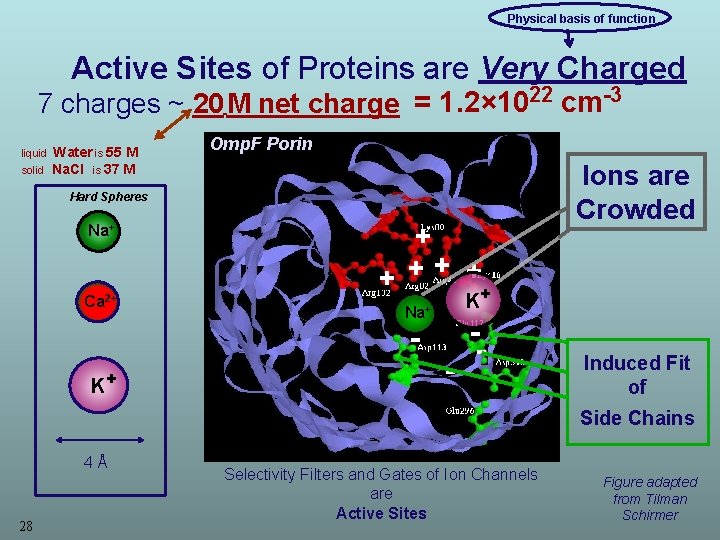  Physical basis of function Active Sites of Proteins are Very Charged 7 charges