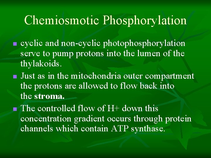 Chemiosmotic Phosphorylation n cyclic and non-cyclic photophosphorylation serve to pump protons into the lumen Chemiosmotic Phosphorylation n cyclic and non-cyclic photophosphorylation serve to pump protons into the lumen