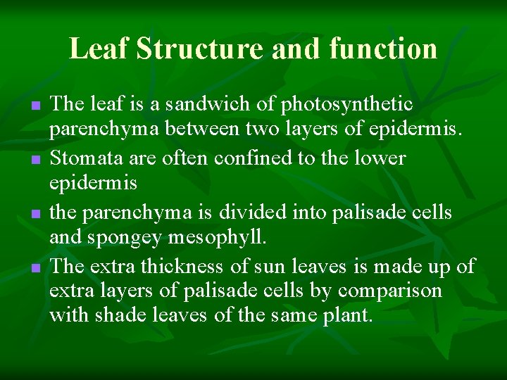 Leaf Structure and function n n The leaf is a sandwich of photosynthetic parenchyma Leaf Structure and function n n The leaf is a sandwich of photosynthetic parenchyma