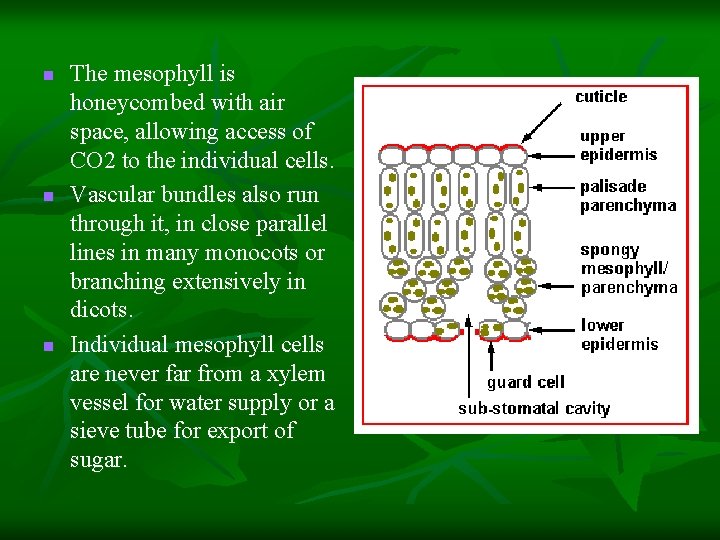 n n n The mesophyll is honeycombed with air space, allowing access of CO n n n The mesophyll is honeycombed with air space, allowing access of CO