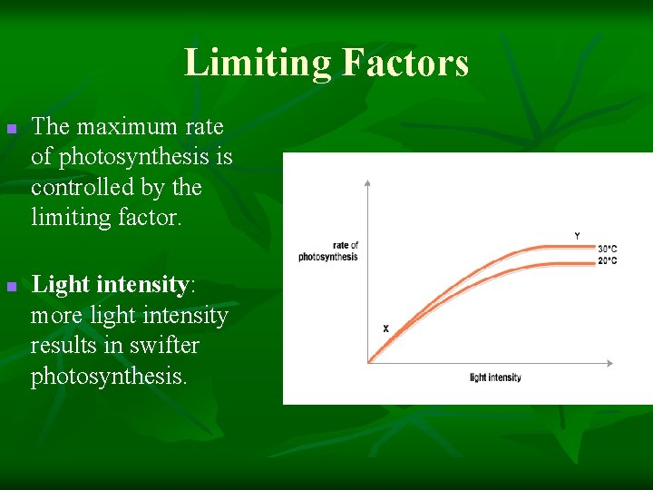 Limiting Factors n n The maximum rate of photosynthesis is controlled by the limiting Limiting Factors n n The maximum rate of photosynthesis is controlled by the limiting