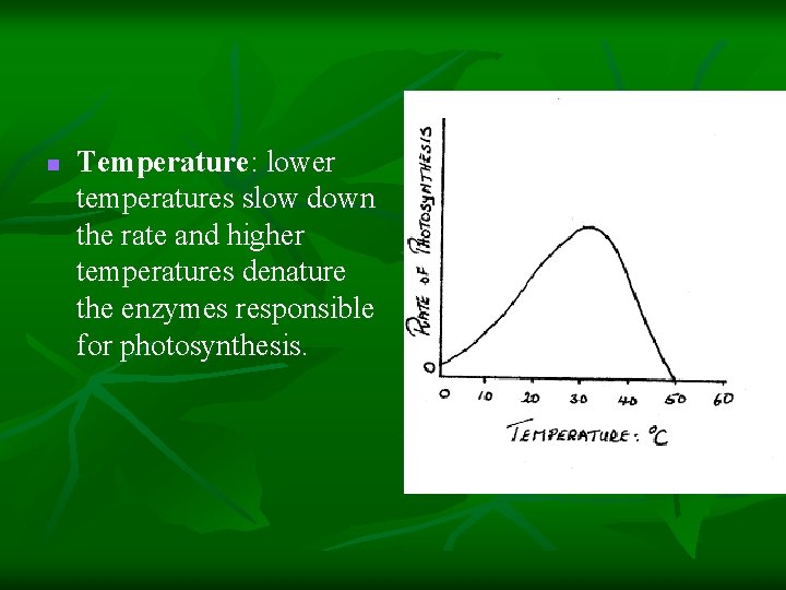 n Temperature: lower temperatures slow down the rate and higher temperatures denature the enzymes n Temperature: lower temperatures slow down the rate and higher temperatures denature the enzymes