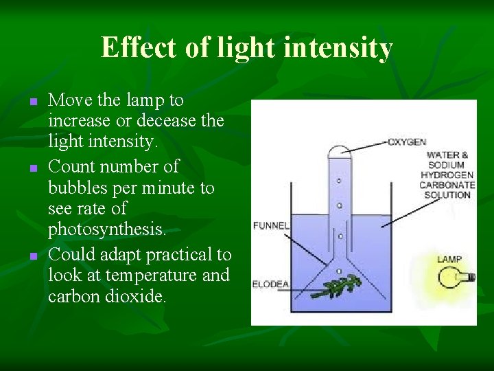 Effect of light intensity n n n Move the lamp to increase or decease Effect of light intensity n n n Move the lamp to increase or decease