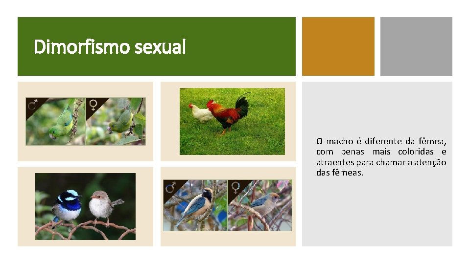 Dimorfismo sexual O macho é diferente da fêmea, com penas mais coloridas e atraentes
