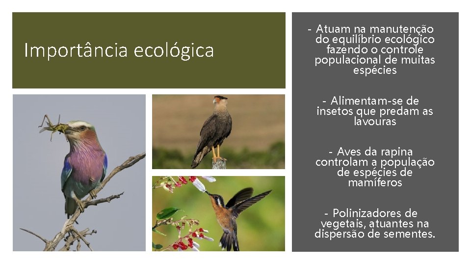 Importância ecológica - Atuam na manutenção do equilíbrio ecológico fazendo o controle populacional de