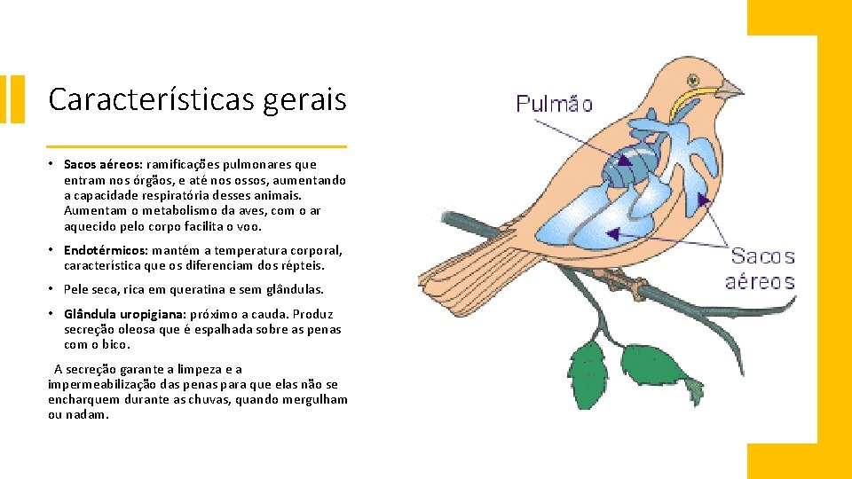 Características gerais • Sacos aéreos: ramificações pulmonares que entram nos órgãos, e até nos