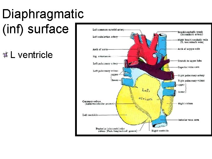 Diaphragmatic (inf) surface L ventricle Prof. Dr. H. Selçuk Sürücü 