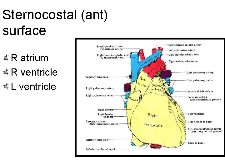 Sternocostal (ant) surface R atrium R ventricle L ventricle Prof. Dr. H. Selçuk Sürücü