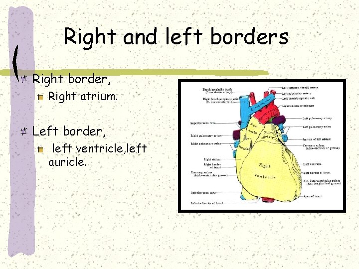 Right and left borders Right border, Right atrium. Left border, left ventricle, left auricle.