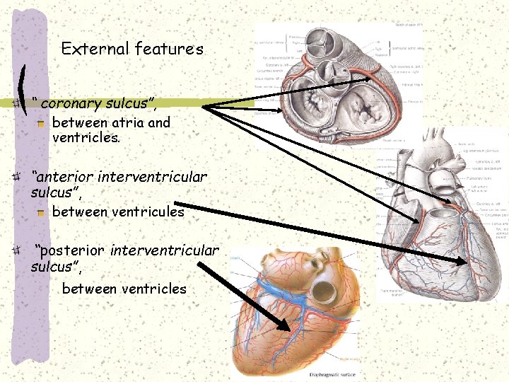 External features “ coronary sulcus”, between atria and ventricles. “anterior interventricular sulcus”, between ventricules