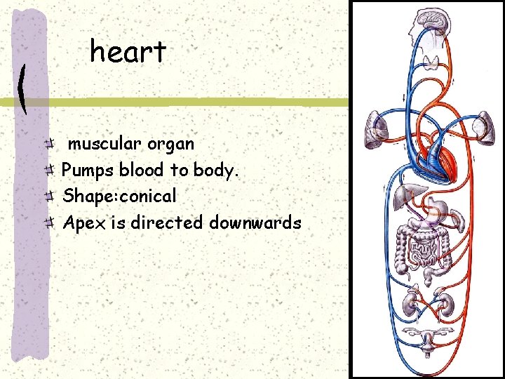 heart muscular organ Pumps blood to body. Shape: conical Apex is directed downwards 