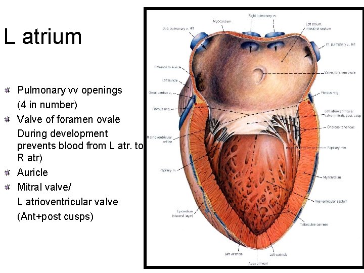 L atrium Pulmonary vv openings (4 in number) Valve of foramen ovale During development