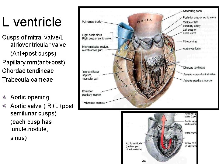 L ventricle Cusps of mitral valve/L atrioventricular valve (Ant+post cusps) Papillary mm(ant+post) Chordae tendineae