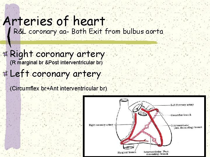 Arteries of heart R&L coronary aa- Both Exit from bulbus aorta Right coronary artery