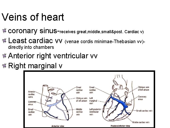 Veins of heart coronary sinus-receives great, middle, small&post. Cardiac v) Least cardiac vv (venae