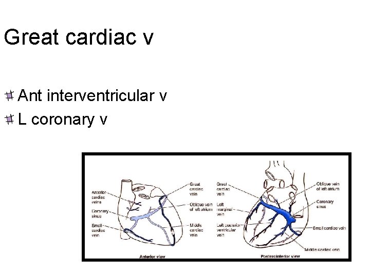 Great cardiac v Ant interventricular v L coronary v 