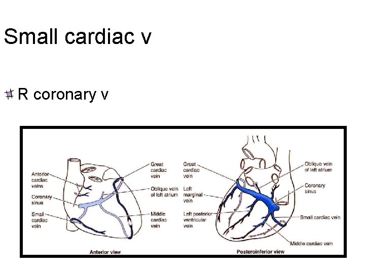 Small cardiac v R coronary v 