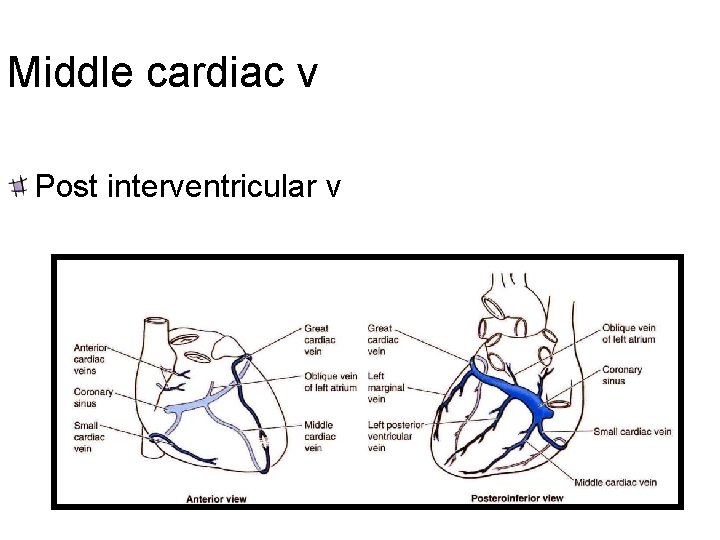 Middle cardiac v Post interventricular v 