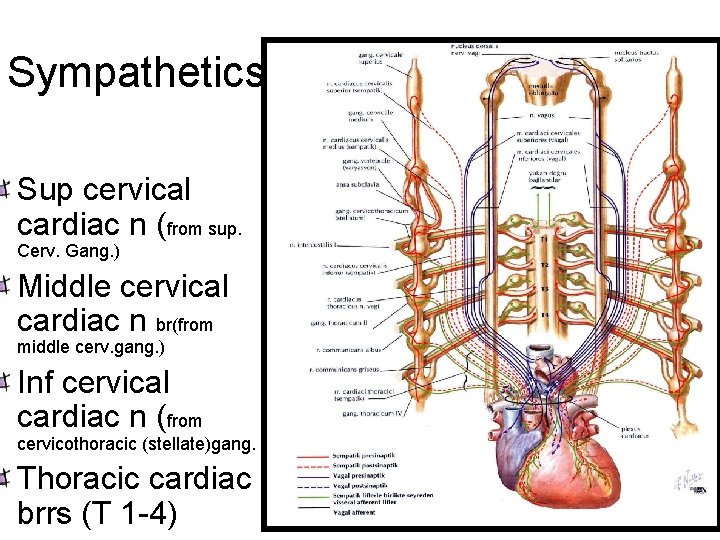 Sympathetics Sup cervical cardiac n (from sup. Cerv. Gang. ) Middle cervical cardiac n