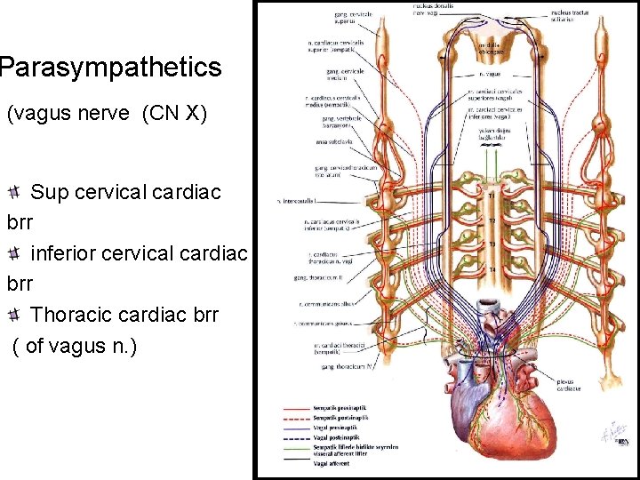 Parasympathetics (vagus nerve (CN X) Sup cervical cardiac brr inferior cervical cardiac brr Thoracic