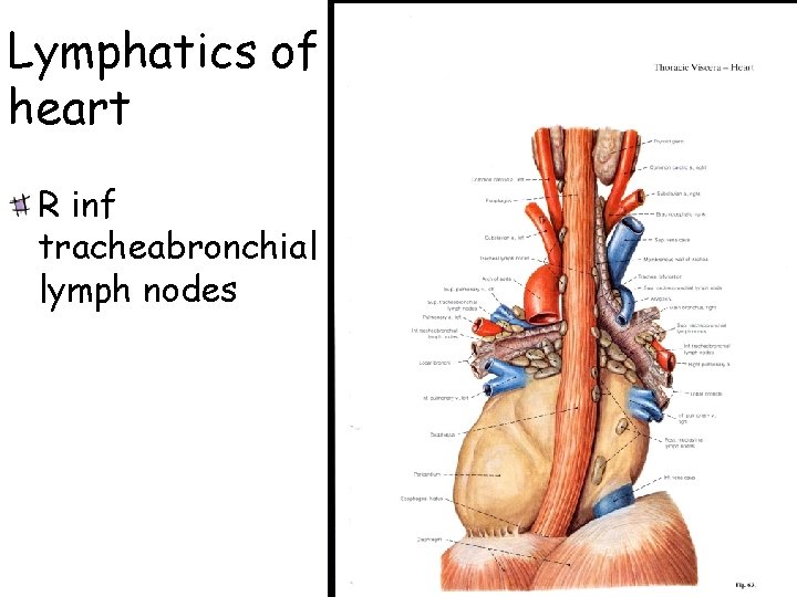 Lymphatics of heart R inf tracheabronchial lymph nodes 