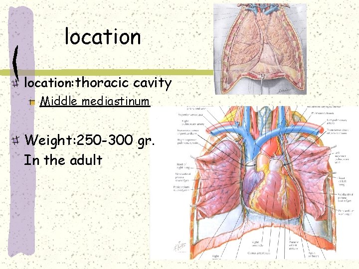 location: thoracic cavity Middle mediastinum Weight: 250 -300 gr. In the adult 