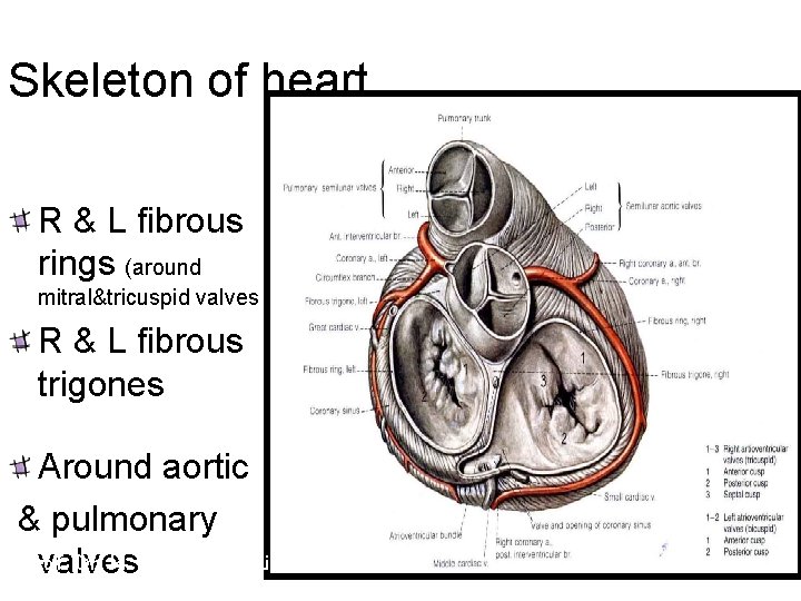 Skeleton of heart R & L fibrous rings (around mitral&tricuspid valves R & L
