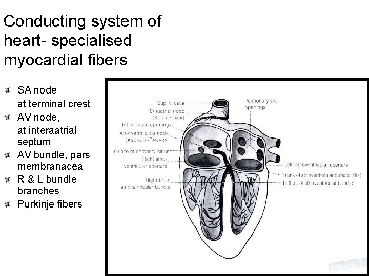 Conducting system of heart- specialised myocardial fibers SA node at terminal crest AV node,