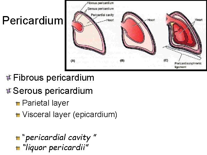 Pericardium Fibrous pericardium Serous pericardium Parietal layer Visceral layer (epicardium) “pericardial cavity ” “liquor