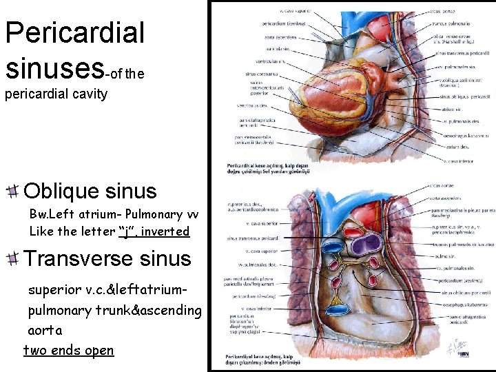 Pericardial sinuses-of the pericardial cavity Oblique sinus Bw. Left atrium- Pulmonary vv Like the