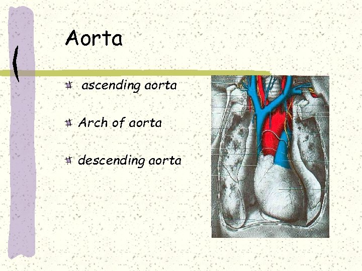 Aorta ascending aorta Arch of aorta descending aorta 