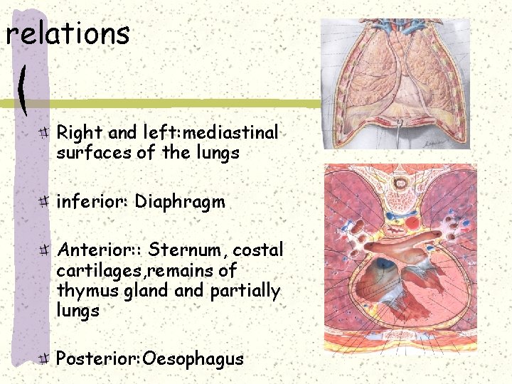 relations Right and left: mediastinal surfaces of the lungs inferior: Diaphragm Anterior: : Sternum,