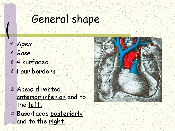 General shape Apex Base 4 surfaces Four borders Apex: directed anterior, inferior and to