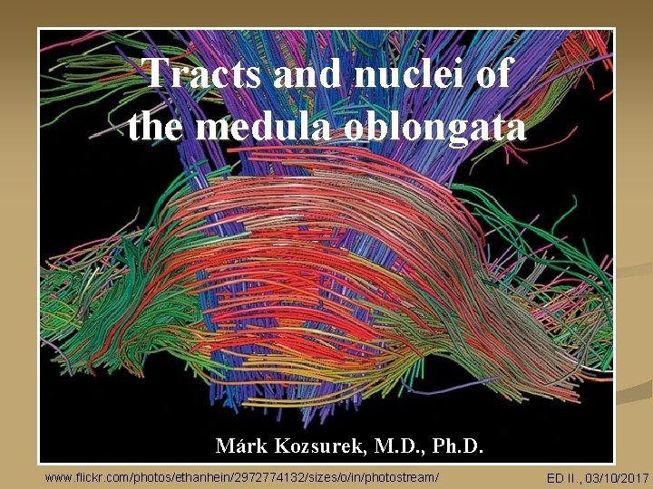 Tracts and nuclei of the medula oblongata Márk Kozsurek, M. D. , Ph. D.